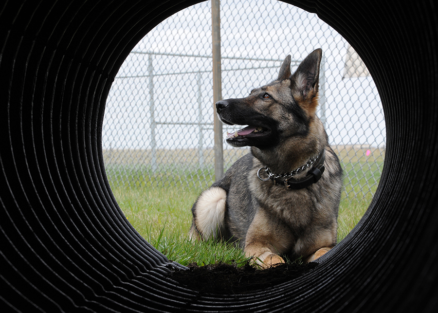 Gina Missile Security Dog - Malmstrom AFB